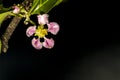 Barbados cherry, Malpighia glabra Linn flowers Royalty Free Stock Photo