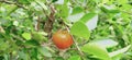 Barbados cherry, Malpighia glabra Linn fruit in nature garden Royalty Free Stock Photo