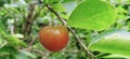 Barbados cherry, Malpighia glabra Linn fruit in nature garden Royalty Free Stock Photo