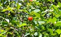 Barbados cherry