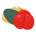 Barbados dessert icon isometric vector. Fresh barbados cherry and fruit cookie