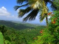 Barbados - The Flower Forest Royalty Free Stock Photo