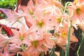 Barbados lily flowers Hippeastrum puniceum blooming in natural garden background Royalty Free Stock Photo