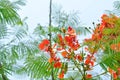 Barbados Pride, Dwarf poinciana, Flower fence or Paradise Flower or Peacocks crest or Pride of Barbados or Caesalpinia pulcherrima