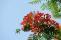 Barbados Pride, Dwarf poinciana, Flower fence, Paradise Flower, PeacockÃ¢â¬â¢s crest, Pride of Barbados. Red guppy flowers