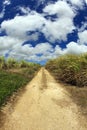 Barbados Sugar Cane