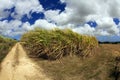 Barbados Sugar Cane Fields