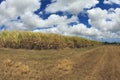 Barbados Sugar Cane Fields