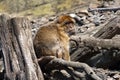Barbara Macaque, Macaca sylvanus, sitting on a rock and watching the surroundings Royalty Free Stock Photo