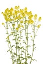 Barbarea vulgaris