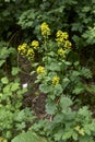 Barbarea vulgaris in bloom