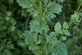 Barbarea vulgaris in bloom