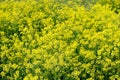 Barbarea vulgaris flowers