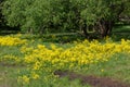 Barbarea vulgaris, herb Barbara, rocket-cress, yellow rocket-cress, winter or yellow.