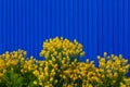 Barbarea vulgaris or Yellow Rocket or Garden yellowrocket flowers on blurry blue fence background.