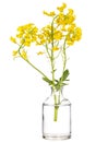 Barbarea winter cress or yellow rocket in a glass vessel on a white background