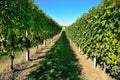 Barbaresco vineyard - Langhe, piedmont, Italy