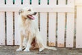 A barbarian dog of light color sits near a wooden fence in the street in the village. Royalty Free Stock Photo