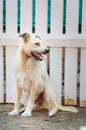 A barbarian shaggy dog of light color sits near a wooden fence in the street in the village. Royalty Free Stock Photo