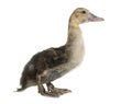 Barbarie duckling in studio Royalty Free Stock Photo