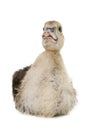 Barbarie duckling in studio Royalty Free Stock Photo