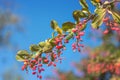 Barbaris branch with berries against the sky Royalty Free Stock Photo