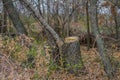 The barbarous destruction of shelter forests Royalty Free Stock Photo