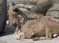 Barbary sheep 2