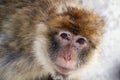 Barbary Ape Royalty Free Stock Photo