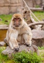 Barbary ape Royalty Free Stock Photo