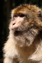 Barbary Ape Royalty Free Stock Photo