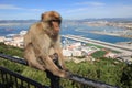 Barbary Ape