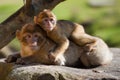 Barbary ape and baby