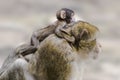 Barbary ape with baby Royalty Free Stock Photo