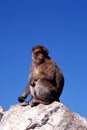 Barbary ape, Gibraltar. Royalty Free Stock Photo