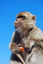 Barbary ape, Gibraltar. Royalty Free Stock Photo