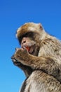 Barbary Ape, Gibraltar. Royalty Free Stock Photo