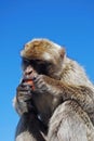 Barbary Ape, Gibraltar. Royalty Free Stock Photo