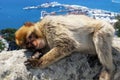 Barbary Ape, Gibraltar. Royalty Free Stock Photo