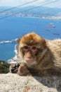 Barbary Ape, Gibraltar. Royalty Free Stock Photo