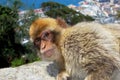 Barbary Ape, Gibraltar. Royalty Free Stock Photo