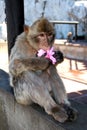 Barbary Ape, Gibraltar. Royalty Free Stock Photo