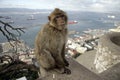 Barbary ape or macaque, Macaca sylvanus Royalty Free Stock Photo