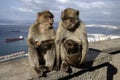 Barbary ape or macaque, Macaca sylvanus