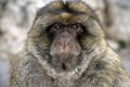Barbary ape or macaque, Macaca sylvanus Royalty Free Stock Photo