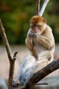 Barbary ape relaxing Royalty Free Stock Photo