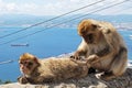 Barbary Apes, Gibraltar.