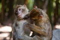Barbary apes grooming each other