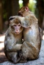 Barbary apes grooming each other