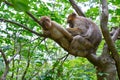 Barbary apes macaca sylvanus macaque monkey